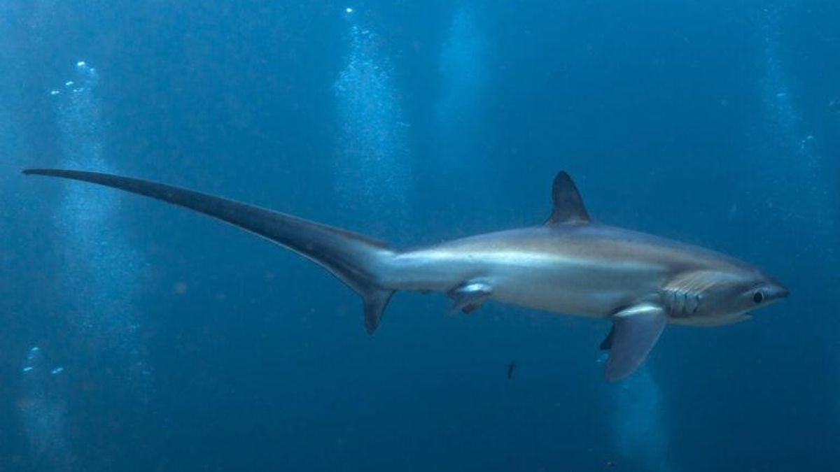 Tiburón zorro pelágico (Alopias pelagicus). Foto: Jenvit Seriburi/Inaturalist