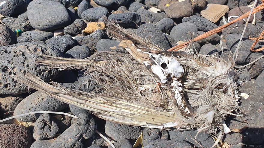 Una pardela enredada en cuerdas en Alegranza