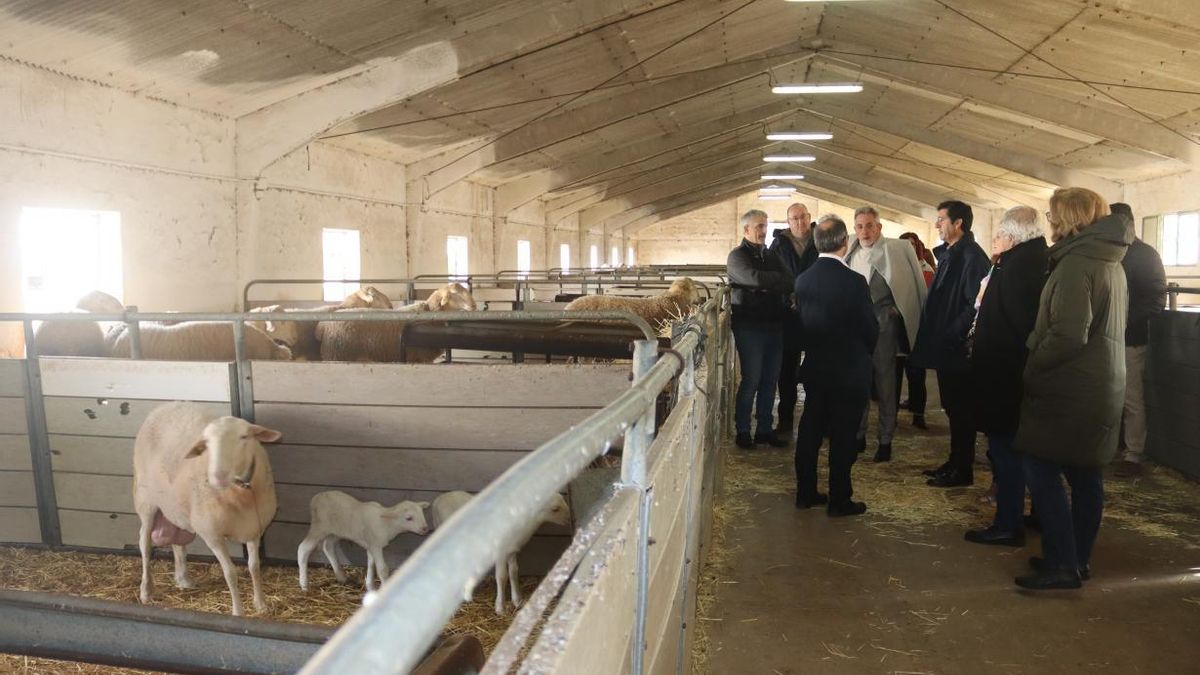 Castilla-La Mancha ultima su Plan Estratégico de Ganadería Extensiva que prevé presentar en próximas semanas