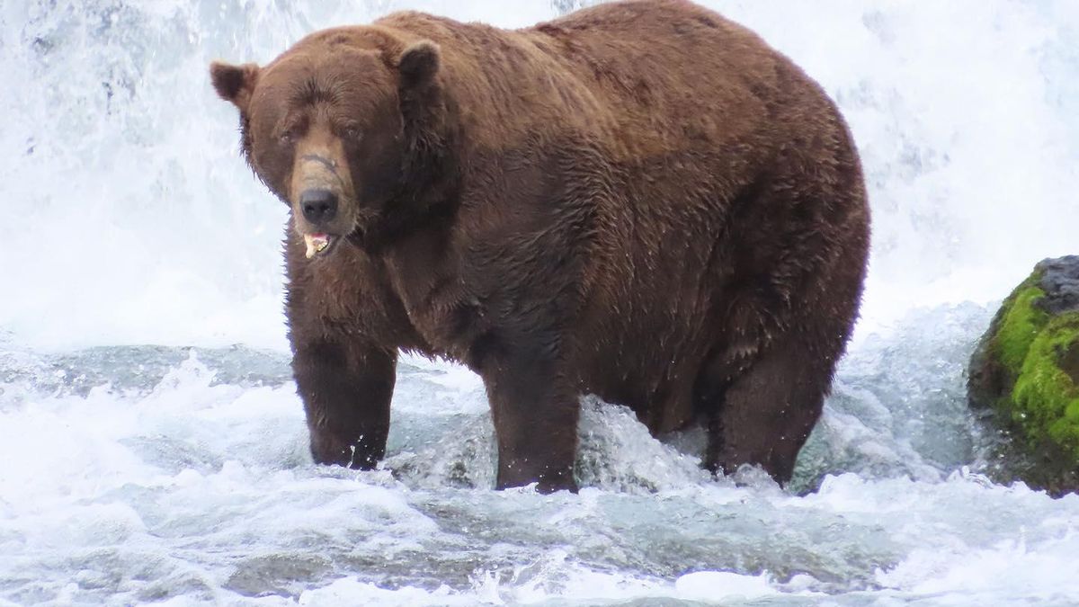 Así es Chunk, el oso pardo de 545 kilos que ha ganado el popular concurso Fat Bear Week de Alaska