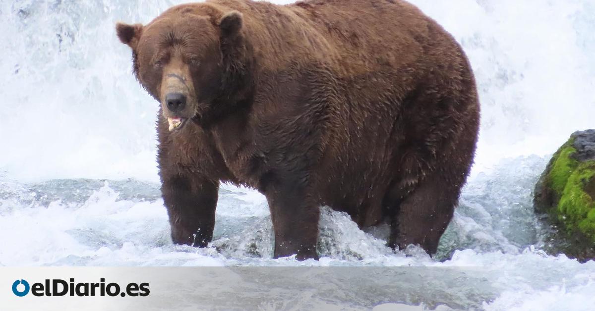 Así es Chunk, el oso pardo de 545 kilos que ha ganado el popular concurso Fat Bear Week de Alaska