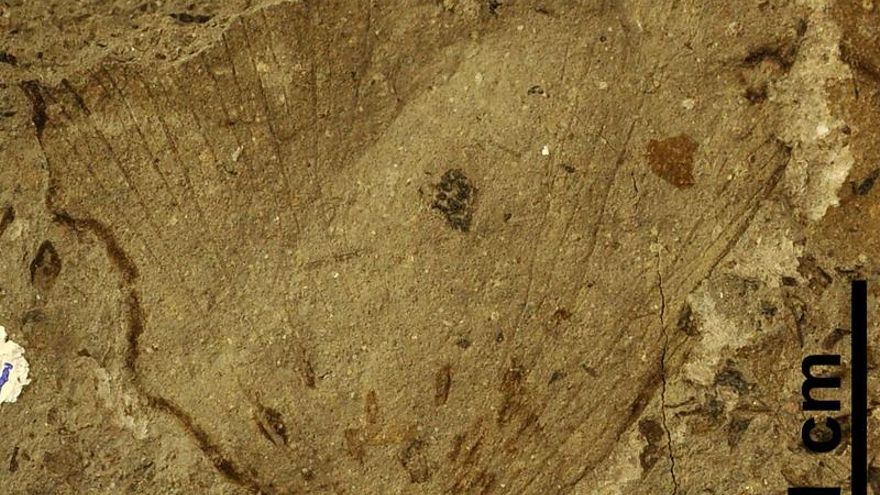 Hoja de angiosperma acuática con puesta de huevos y marcas de alimentación marginal con bordes de reacción (en color marrón), encontrada en el yacimiento de Estercuel