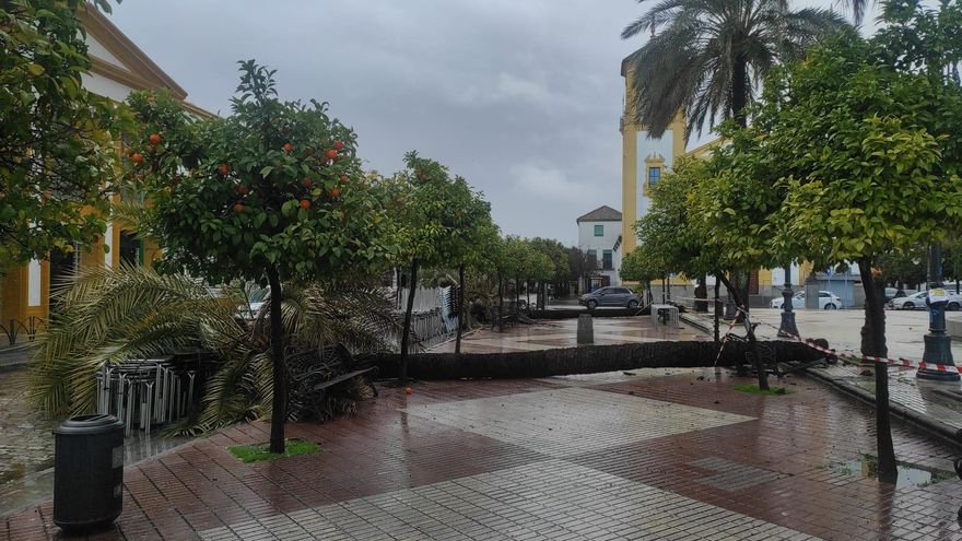 El viento derriba varias palmeras en la plaza de Cañero
