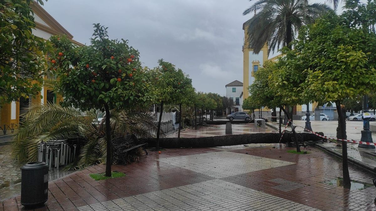 El viento derriba varias palmeras en la plaza de Cañero