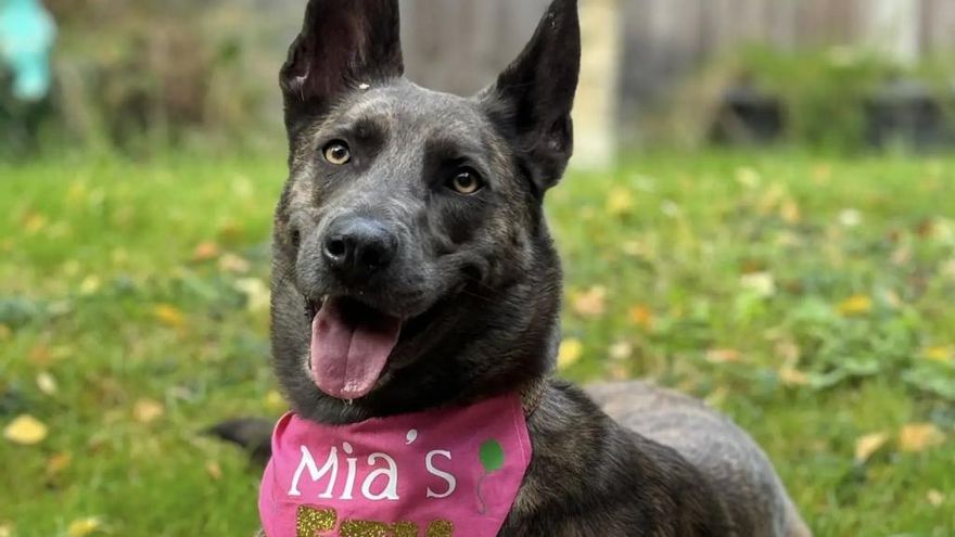 La historia de Mia parte el alma: cinco años esperando en un refugio mientras 1.500 animales se iban a casa
