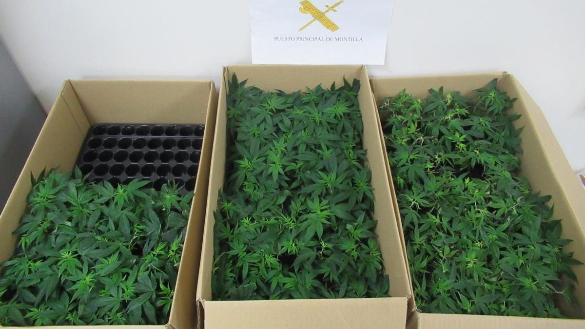 Detenido tras intentar darse a la fuga con 256 plantas de marihuana en su vehículo