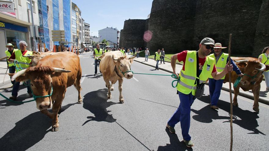 Ganaderos productores de carne toman las calles de Lugo con unos 400 tractores contra "los precios bajos y los costes altos"