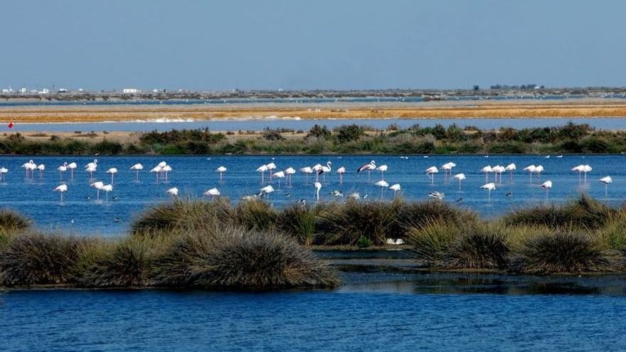 WWF Brussels and UNESCO condemn the government's removal of Doñana from its status as a freshwater swamp