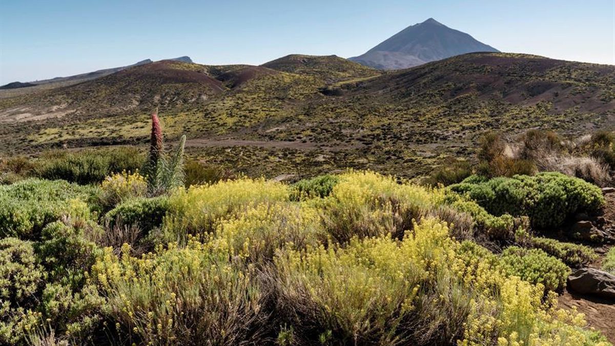 Tenerife Council allocates over three million to enhance habitats and manage invasive species.