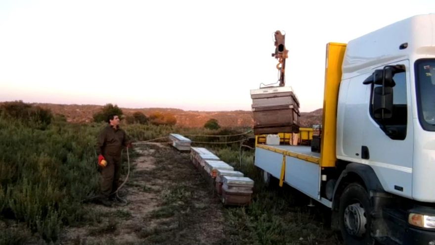 Trasladando colmenas