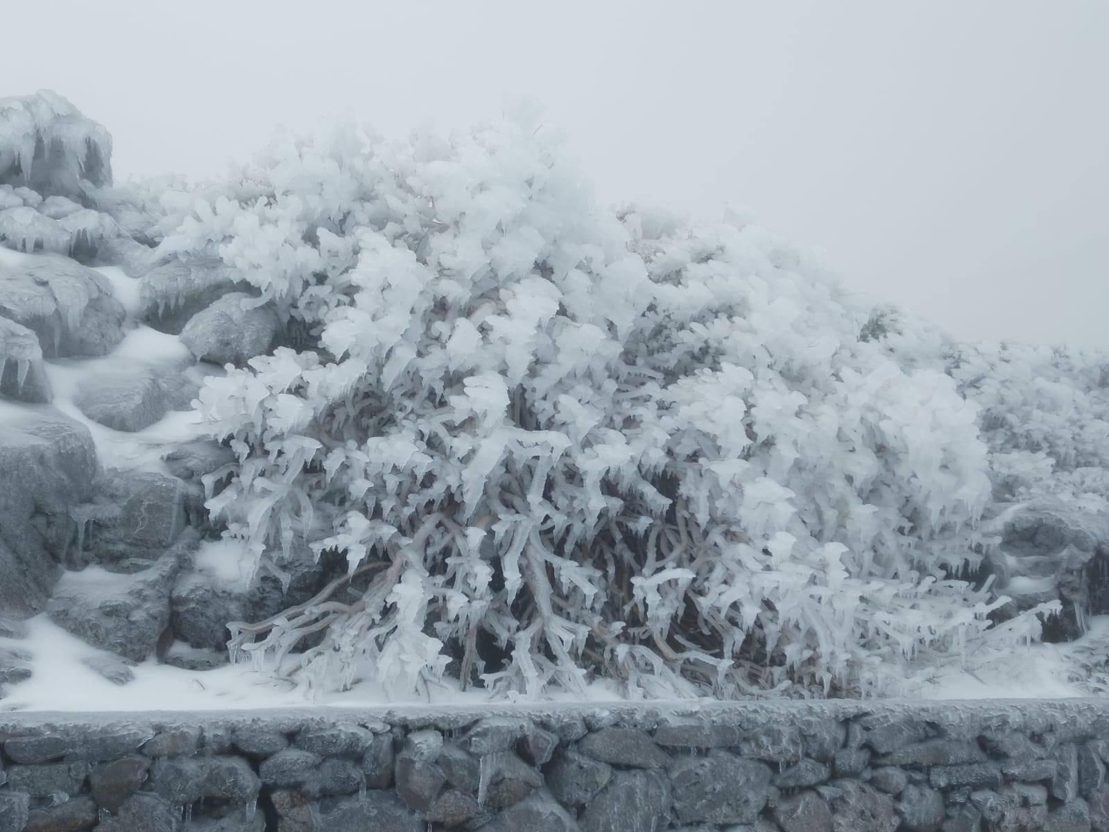Plantas congeladas  este miércoles en las cumbres de La Palma. Foto: Adelto Hernández/Radio Luz