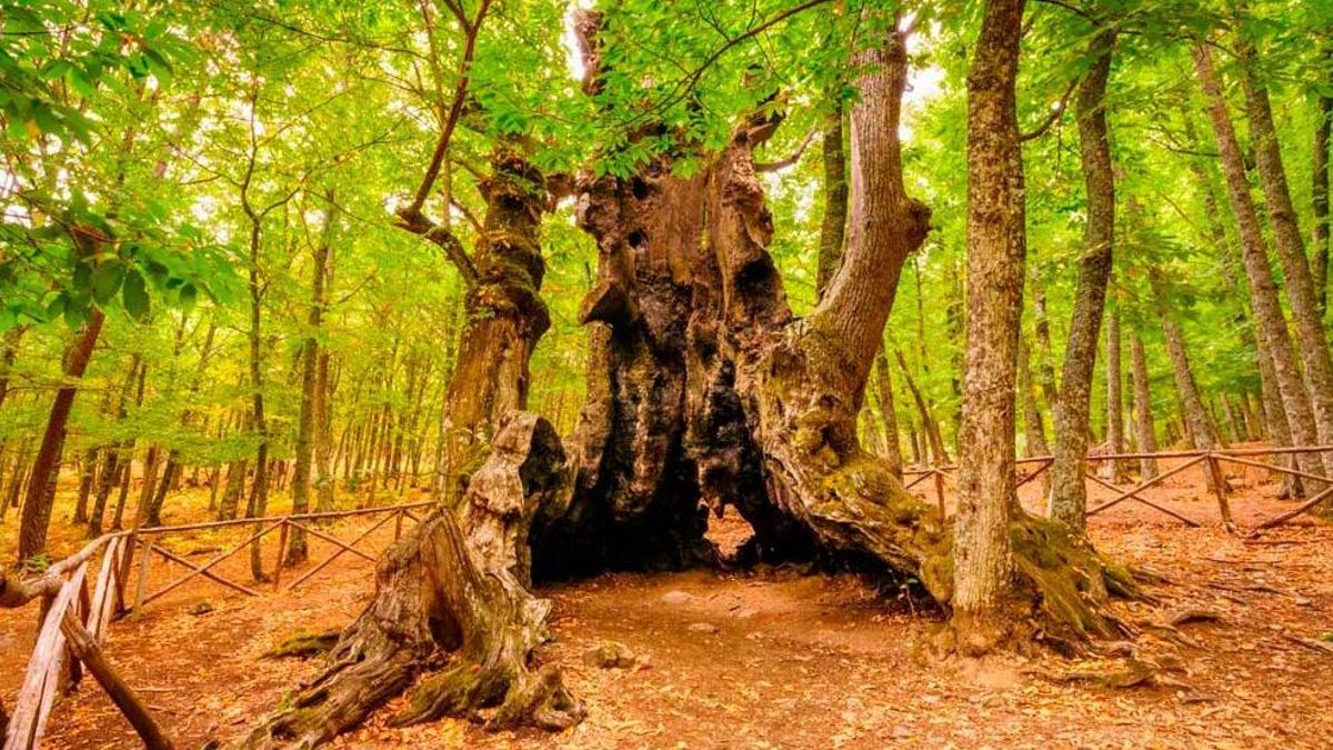 El Abuelo, el árbol más famoso de El Tiemblo.