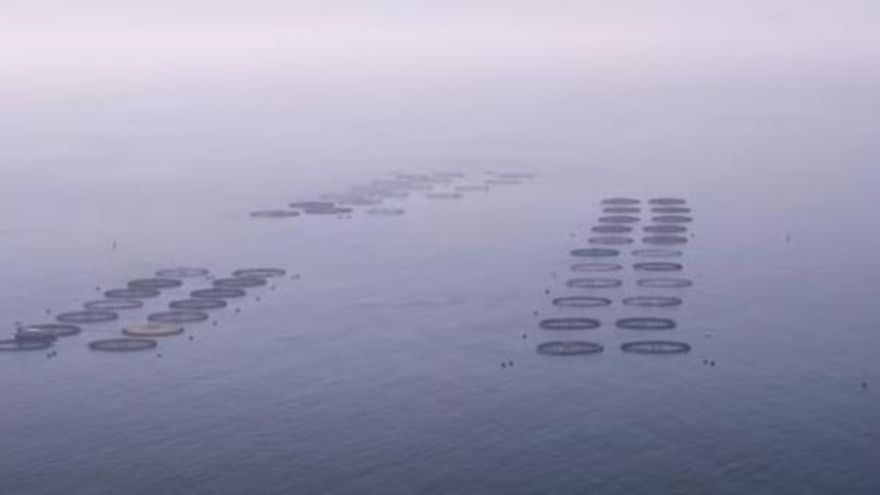 Unas jaulas para el cultivo de peces sin concesión, en un área prohibida y contaminando fondos marinos en una playa de Lanzarote
