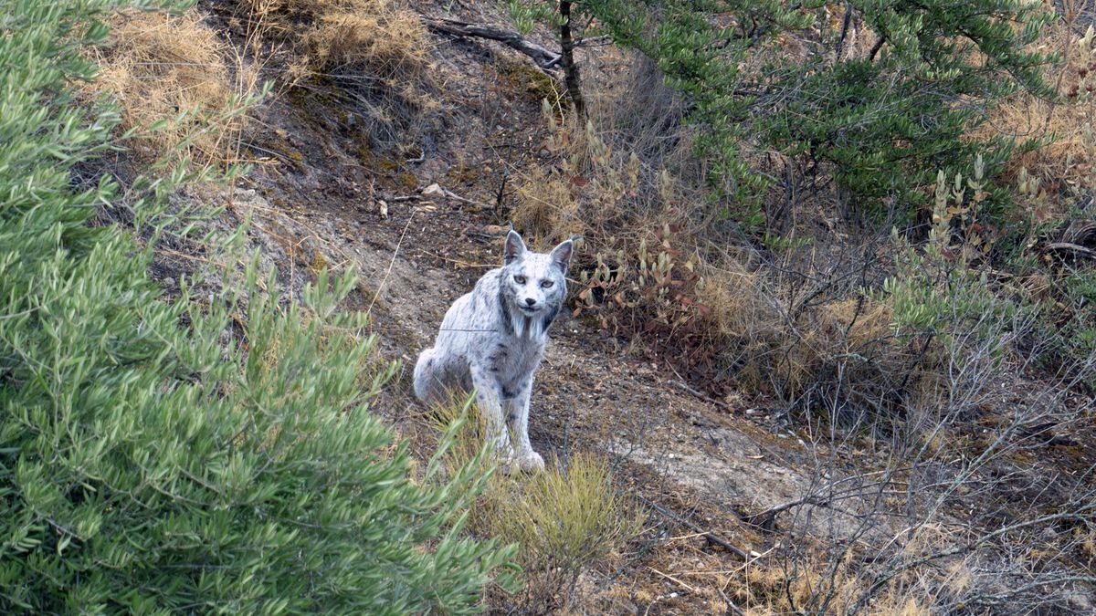En busca y captura Satureja, la lince de color blanco cuya pigmentación es un misterio