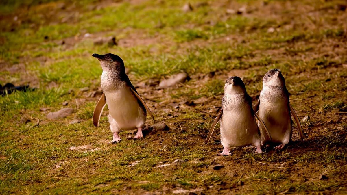 El reto de vacunar a 5.000 pingüinos contra la gripe aviar: "Es realmente complicado"