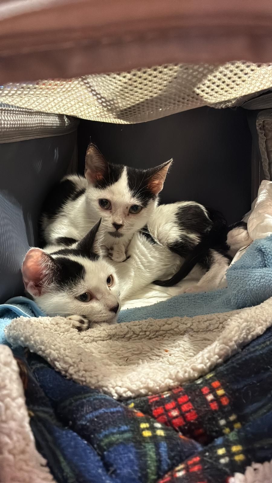 Gatos pequeños encontrados enfermos, pero finalmente tratados y adoptados por una familia en Noruega