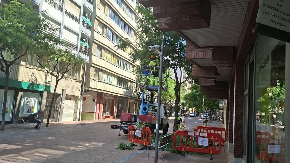 La UPL denuncia que el Ayuntamiento de León poda árboles en pleno verano, incumpliendo un acuerdo