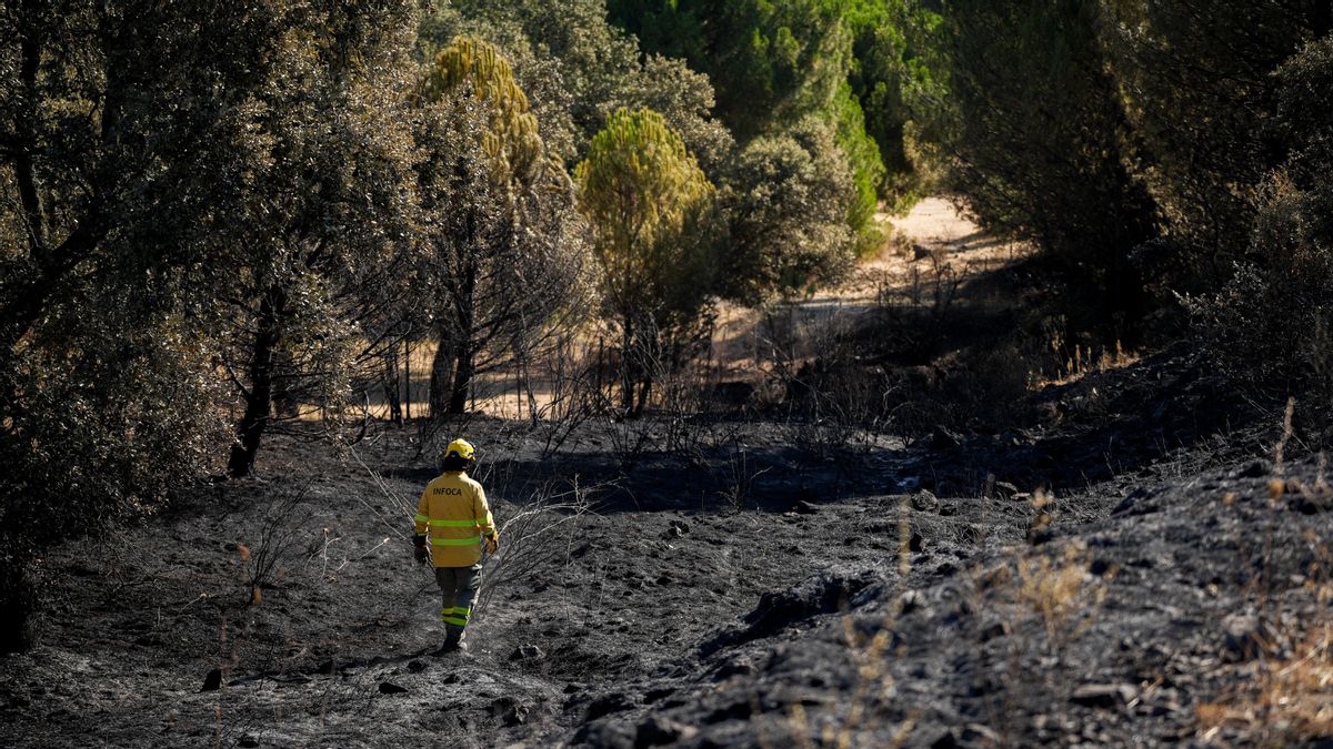 Incendio en Cerro Muriano este verano.