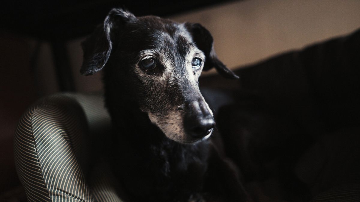 La Audiencia de Córdoba rechaza la custodia compartida de un perro anciano por el estrés que le supondría cambiar de casa