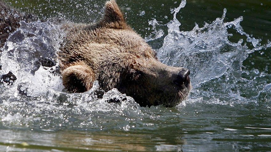 Eslovaquia permitirá a los restaurantes servir carne de osos pardos sacrificados legalmente