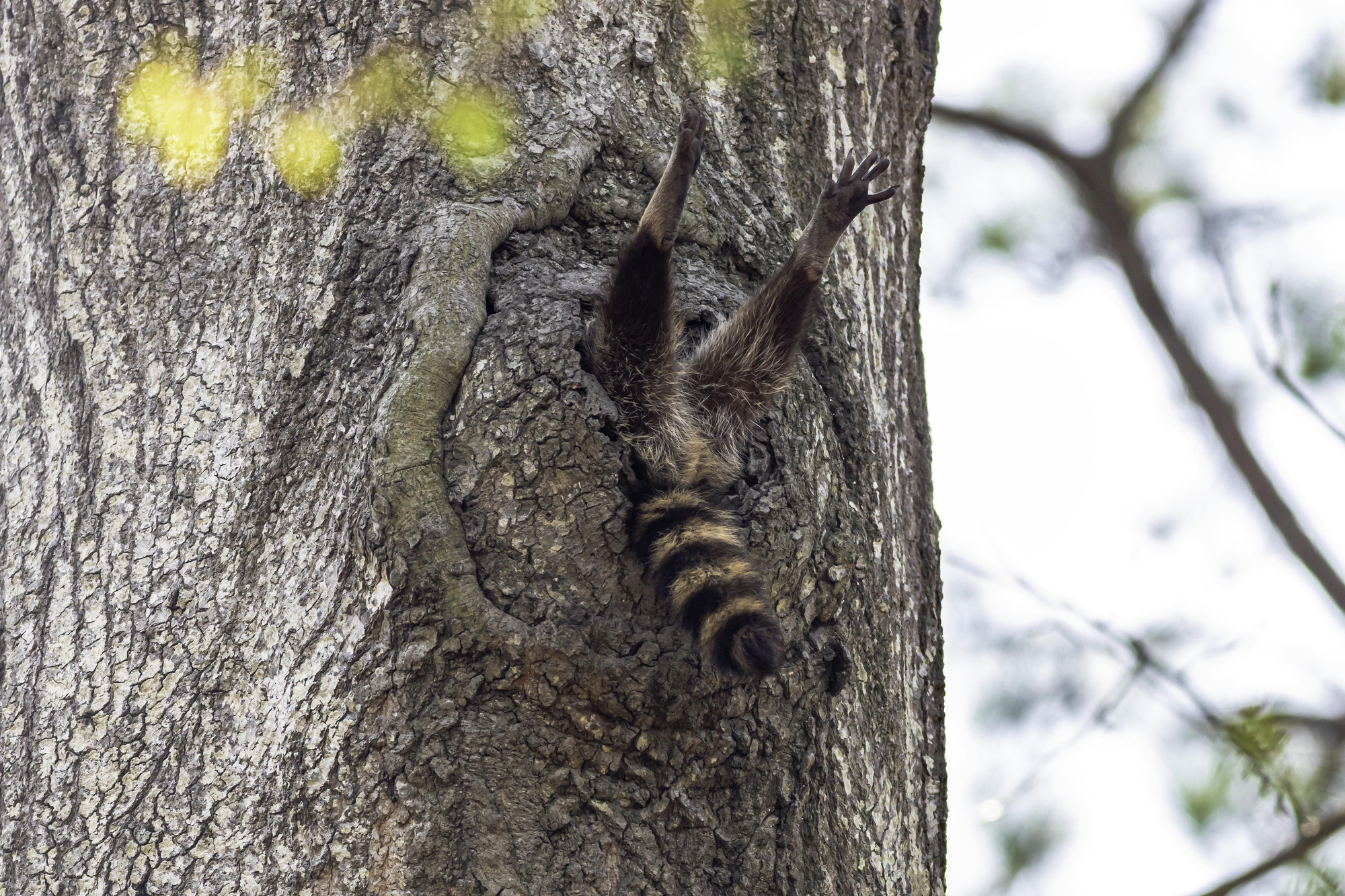"Hora de levantarse" © Charlie Davidson / Comedy Wildlife Photo Awards 2020