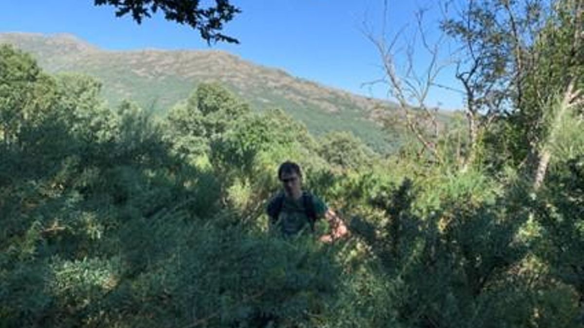 El investigador Francisco Muñoz-Gálvez durante un muestreo de vegetación en el Hayedo de Montejo (Madrid)