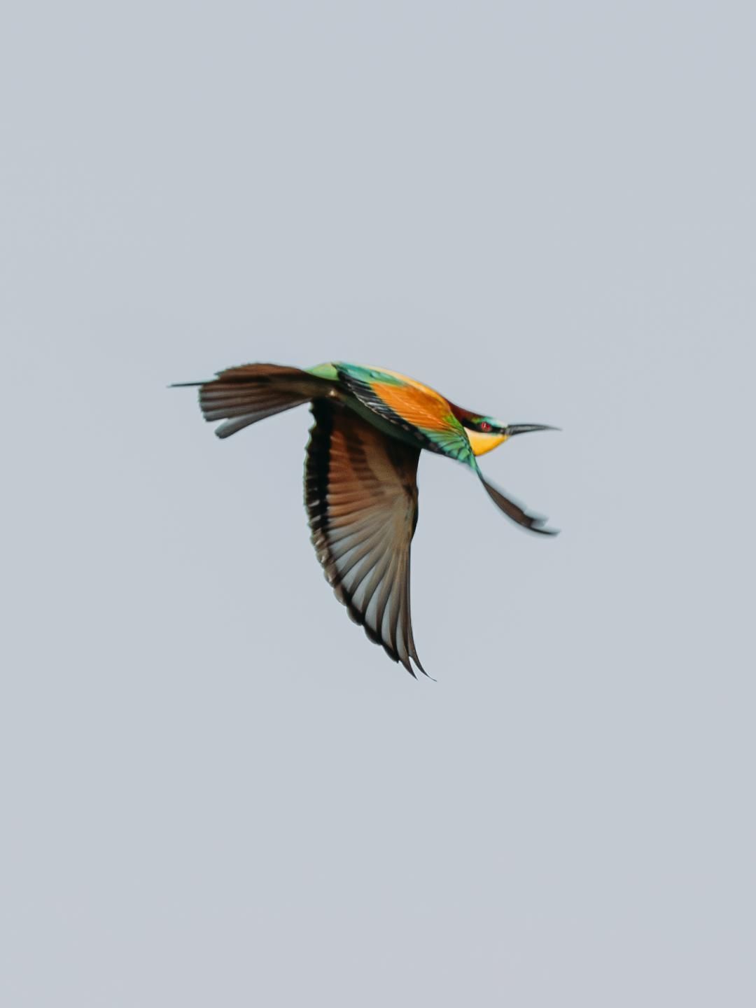 Abejaruco capturado en pleno vuelo