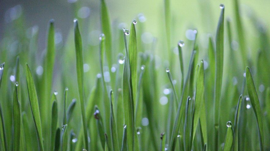 Castilla-La Mancha recibirá más de 11 millones de euros para sostenibilidad ambiental y competitividad del sector agroalimentario