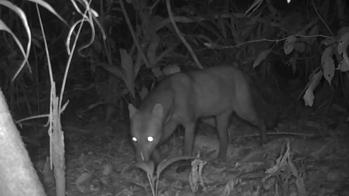 La protección territorial favoreció la permanencia del animal