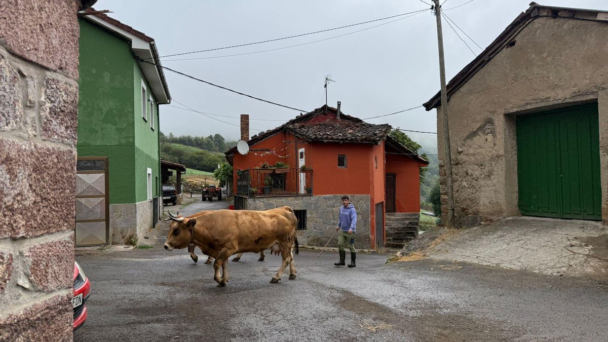 Un ganadero pasa con sus vacas por el centro de Villar de Vildas.