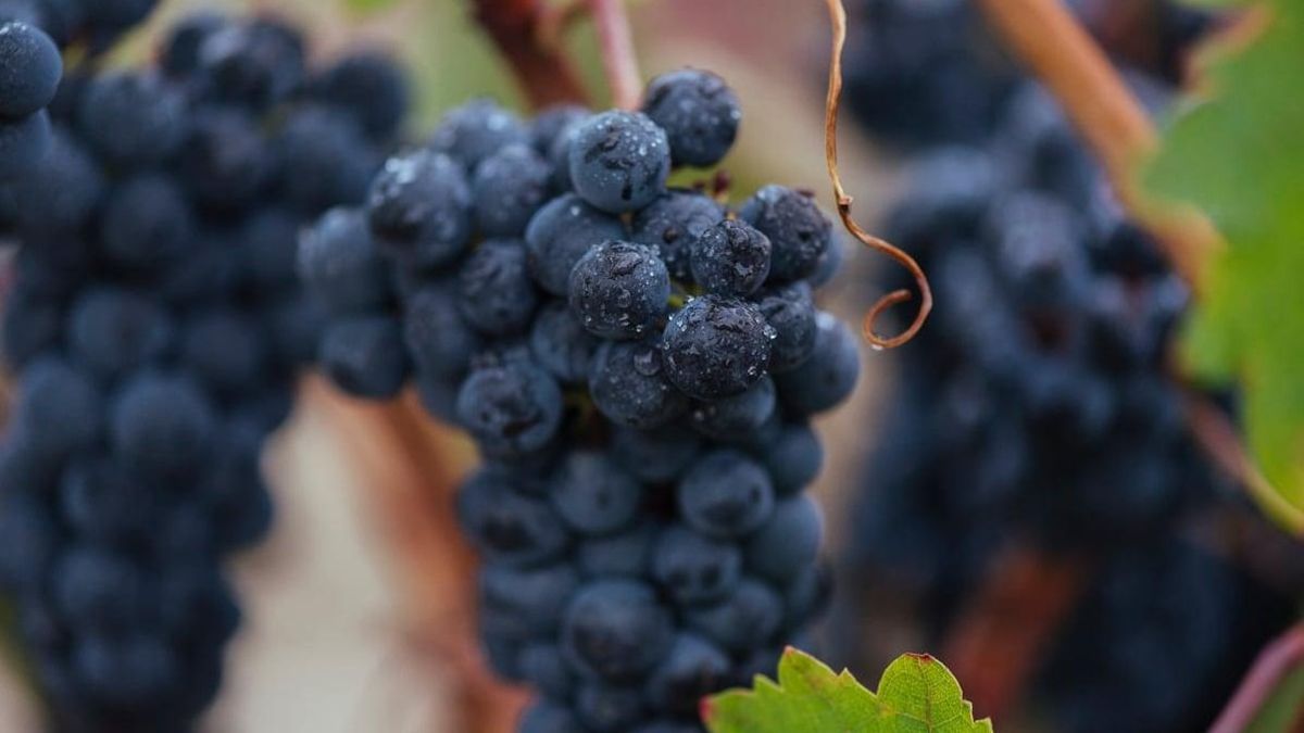 Una cosecha de Rioja "excelente"