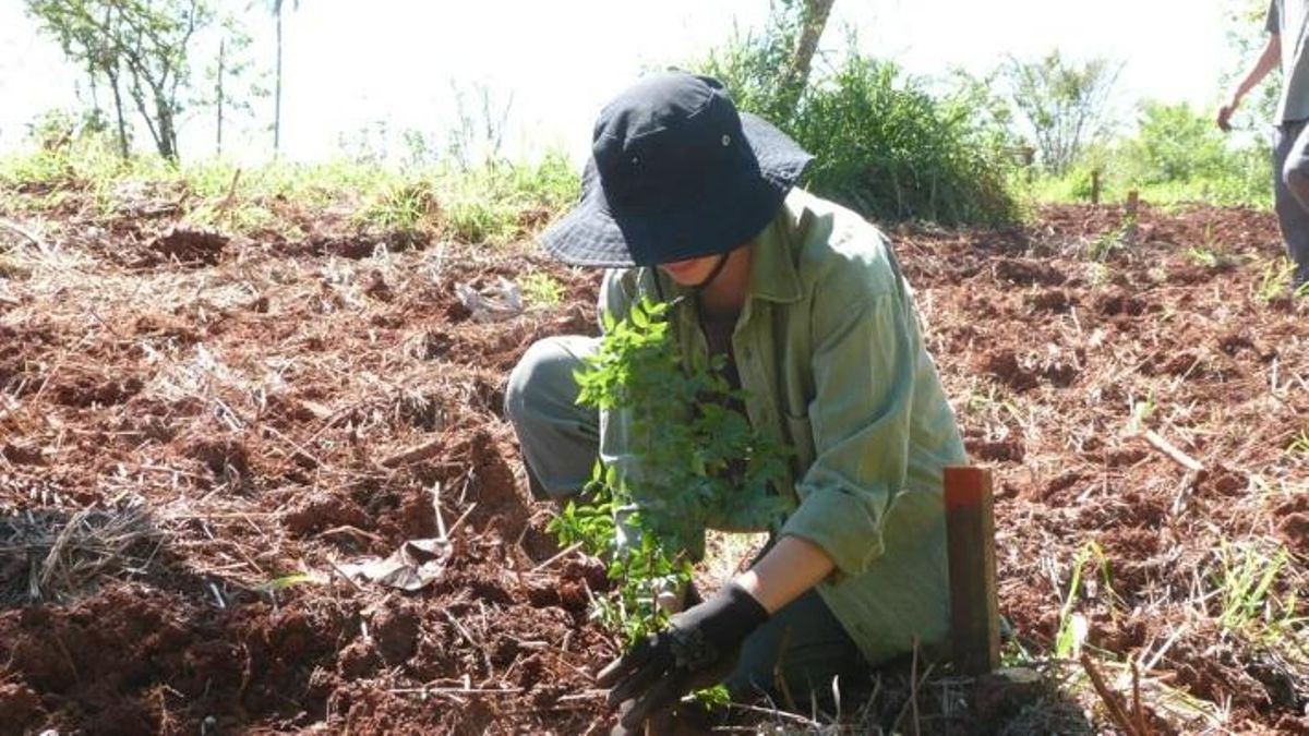 Se plantaron más de 37 especies emblemáticas de la selva misionera.
