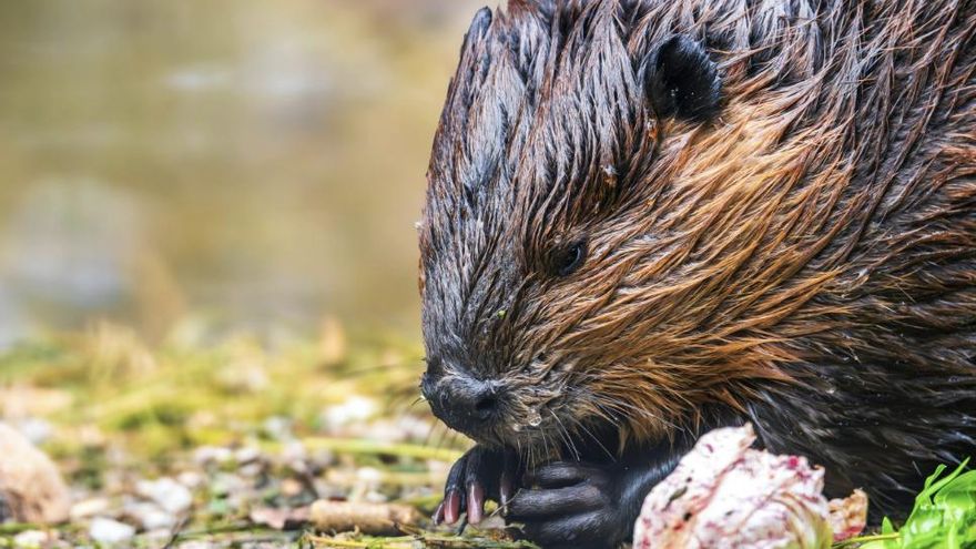 Ven castores europeos en el Tajo aguas abajo de Entrepeñas y la explicación no encaja con su expansión natural