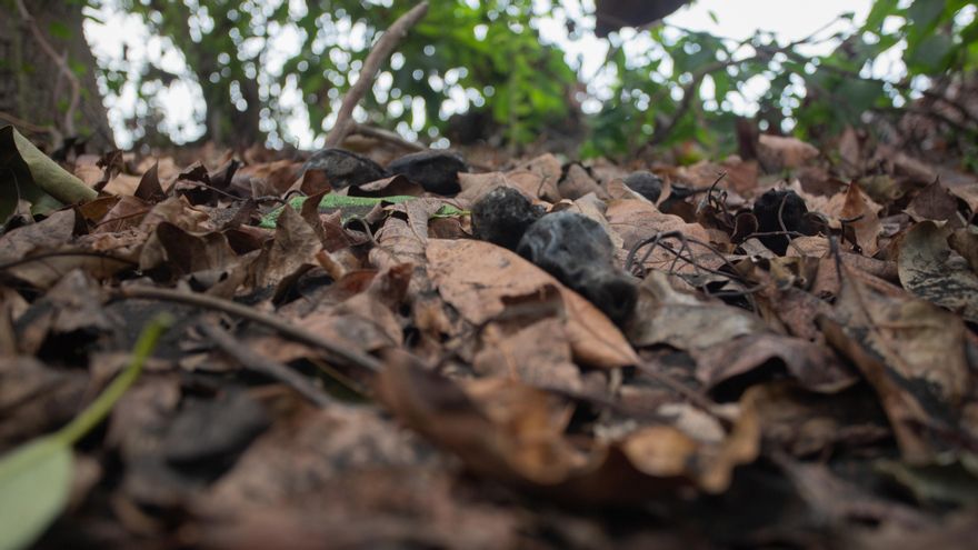 Aguacates quemados en la finca de Victoria
