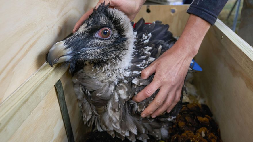 Así es Candela, el primer pollo de quebrantahuesos que sobrevive en Cantabria en 69 años