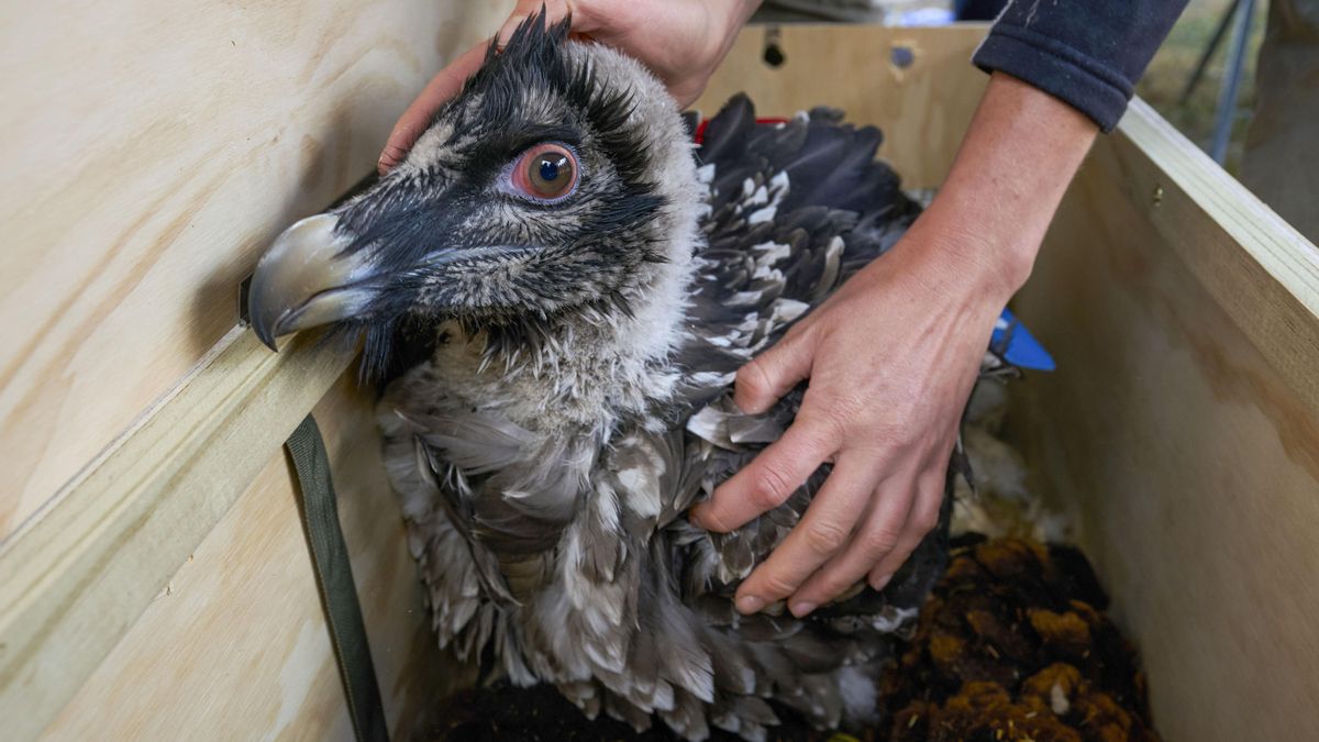 El quebrantahuesos consolida su recuperación en los Picos de Europa