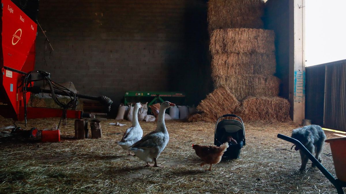 Animales de la granja