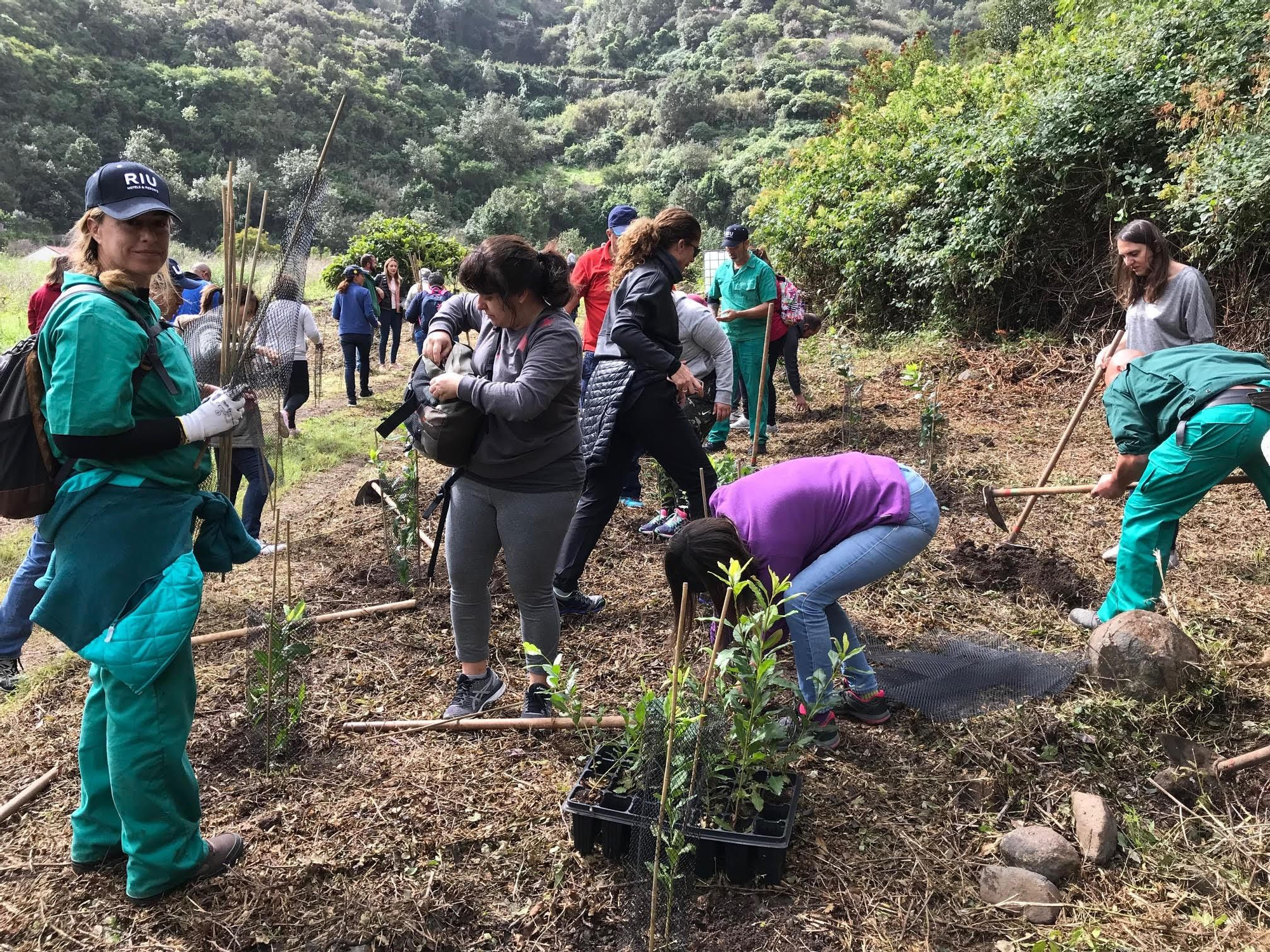 RIU Hotels organiza su segunda reforestación en Gran Canaria con la plantación de 300 plantas y árboles