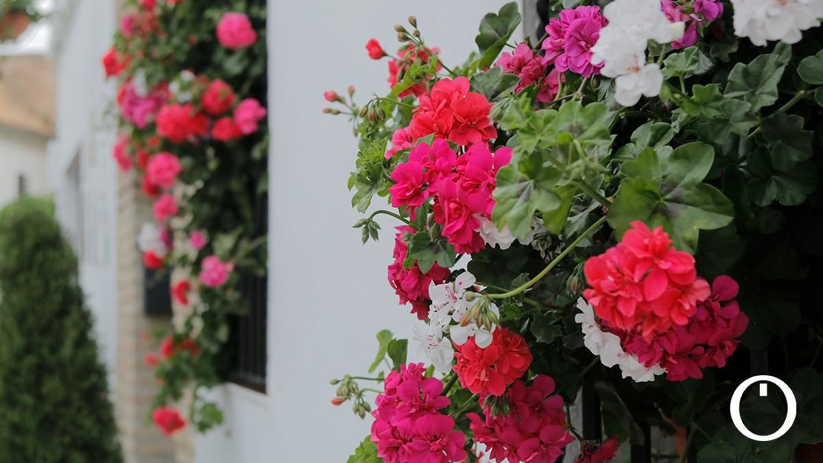 Rejas y Balcones en la C/ San Basilio, 17