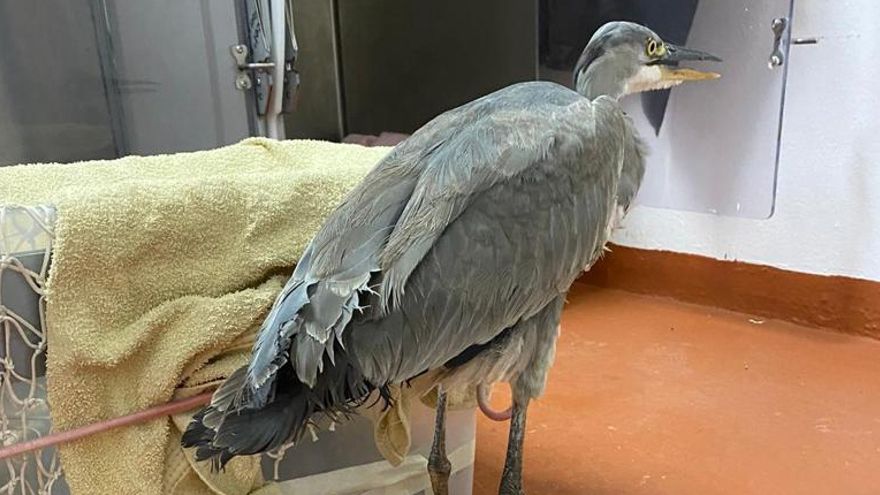 Garza real recuperada en Gran Canaria