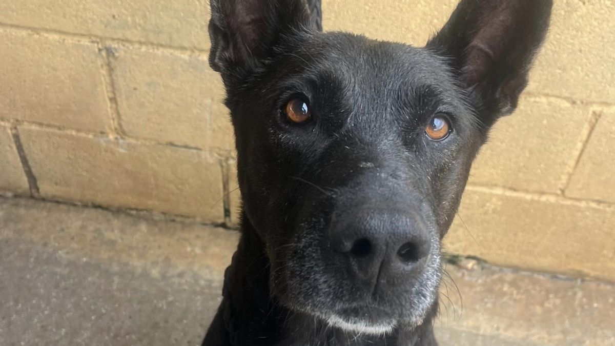 La energía inagotable de Pocholo, el perro que se sobrepuso a la leishmania y que busca una familia