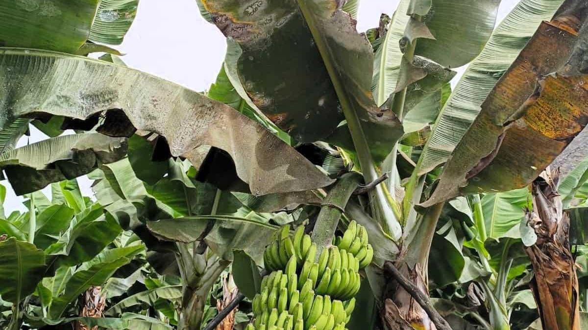 Una asociación alerta de "graves pérdidas" en el campo canario por el descontrol de plagas tras prohibirse insecticidas "claves"