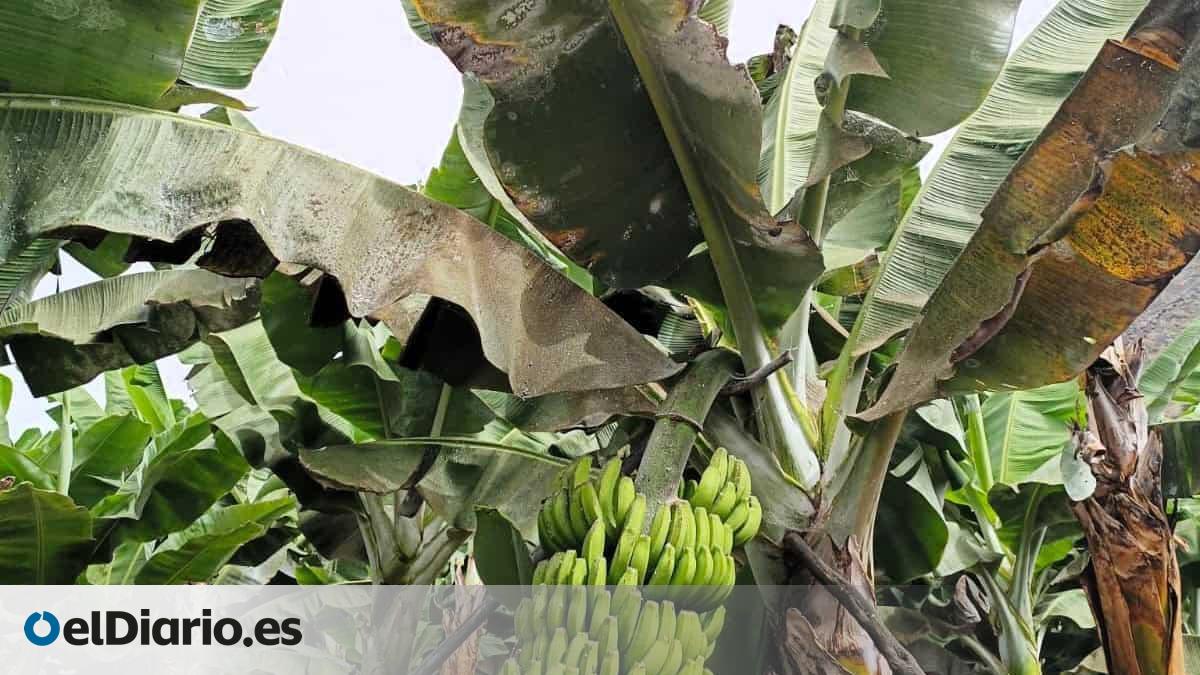 Una asociación alerta de graves pérdidas en el campo canario por el descontrol de plagas tras prohibirse insecticidas claves