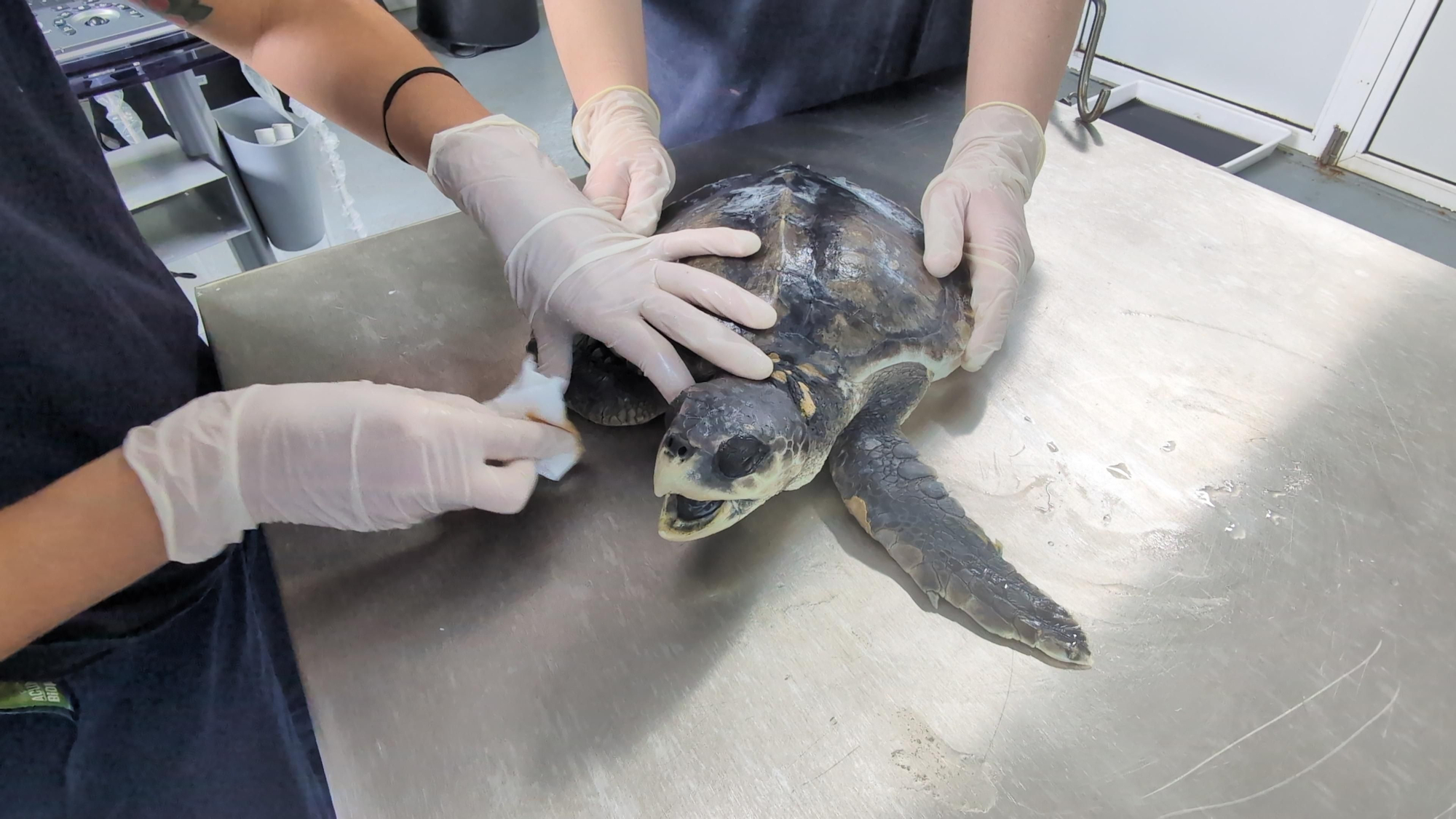 Cuidados de la tortuga lora