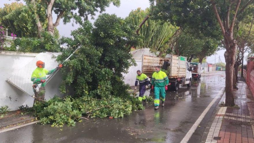 Caída de árboles este lunes en Las Palmas de Gran Canaria debido al temporal de viento
