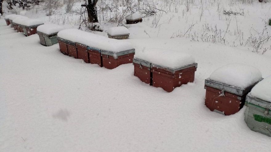 La gran nevada va a favorecer la cosecha de miel de romero en Guadalajara en cantidad y calidad