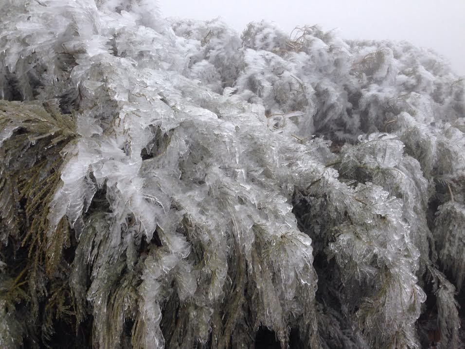 Plantas de cumbre, en la zona de Pico de la Cruz, cubiertas de cencellada. Foto: ÁNGEL PALOMARES.