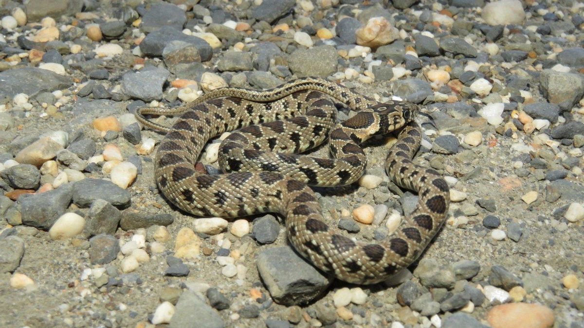Casi 100 posibles especies invasoras ponen en alto riesgo a la biodiversidad de Canarias