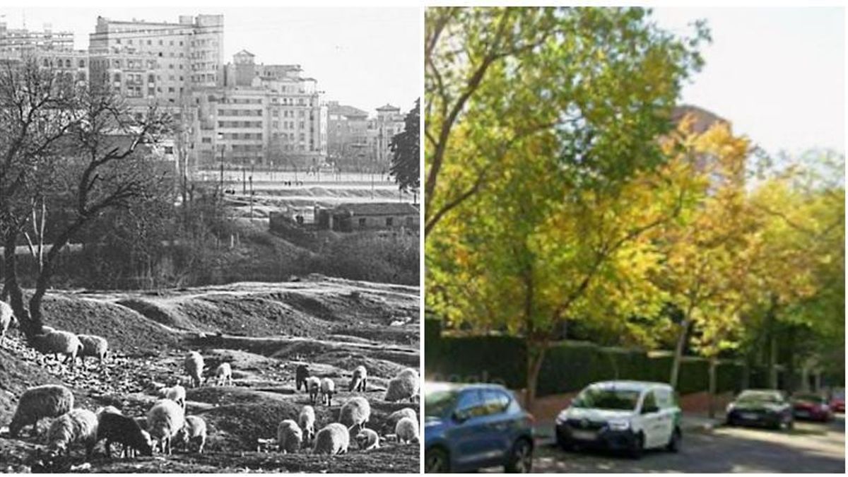 Cuando las ovejas pastaban en pleno Madrid y la exposición sobre la Dehesa de la Villa que puedes visitar para verlo