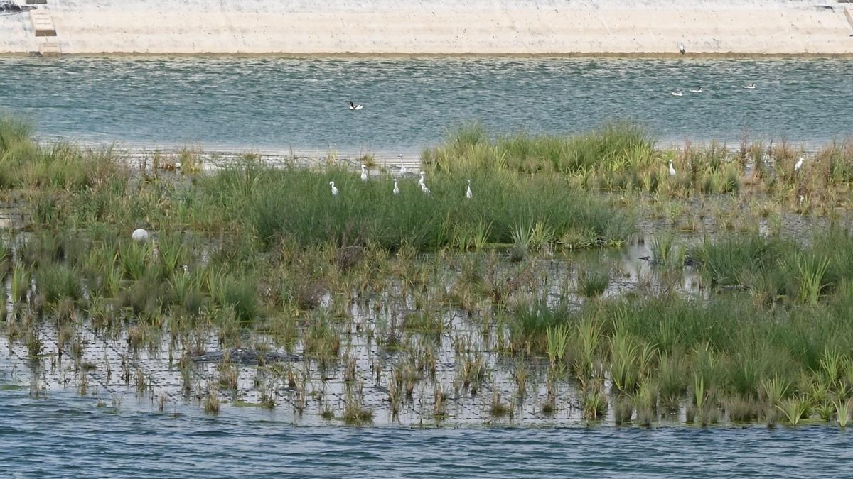 Veolia participa en un proyecto europeo para la renaturalización de balsas de riego en el entorno del Mar Menor